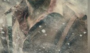 कार्तिक आर्यन ने 'चंदू चैंपियन' का तीसरा पोस्टर किया शेयर, वॉर सीक्वेंस की दिखी झलक