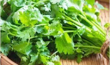 दिल की सेहत के लिए फायदेमंद हैं धनिए की पत्तियां