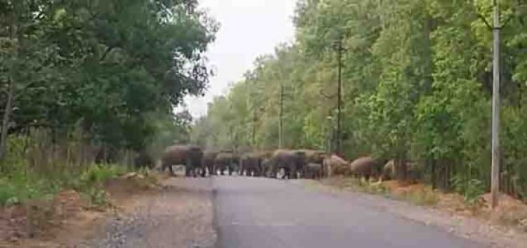 सडक़ पार करते दिखा हाथीदल, गाडिय़ों के पहिये थमे
