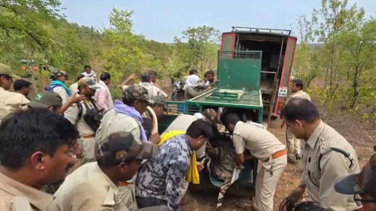 आदमखोर बाघ का 11 दिन बाद किया रेस्क्यू, 4 महीने से 36 गांवों में थी दहशत