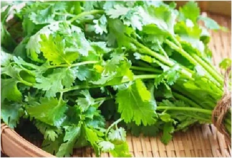 दिल की सेहत के लिए फायदेमंद हैं धनिए की पत्तियां