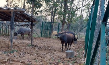 असम से लाए गए वनभैंसे बाड़े में क्यों : हाईकोर्ट