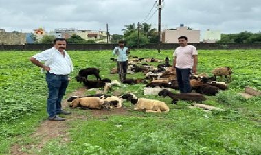 भाठागांव में खुले प्लाट में बकरे और भेड़ रखकर गंदगी, प्रदूषण फैलाने पर पर जुर्माना