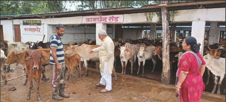 गौधन न्याय योजना बंद होने से गौवंश की स्थिति दयनीय : वोरा