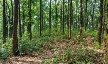 MP के दो बड़े शहरों में सिटी फारेस्ट बनाने की तैयारी