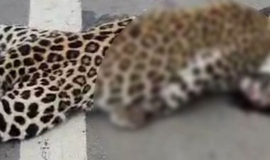 ओवरब्रिज पर मिला तेंदुए का शव:अज्ञात वाहन की टक्कर से मौत, ओवरब्रिज की जालियां टूटी, तब ही हाईवे पर पहुंच रहे वन्यजीव