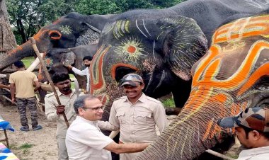 बांधवगढ टाईगर रिजर्व में हाथी महोत्सव का हुआ आगाज,  सात दिवस तक हाथियों की चलेगी पिकनिक