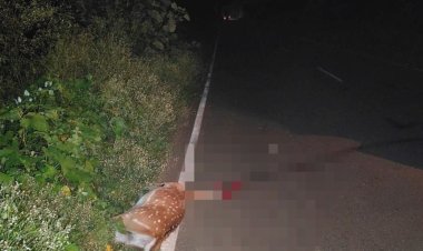 अज्ञात वाहन की टक्कर से चीतल की मौत:मध्यप्रदेश राज्य वन विकास निगम क्षेत्र की घटना, जांच में जुटे अधिकारी