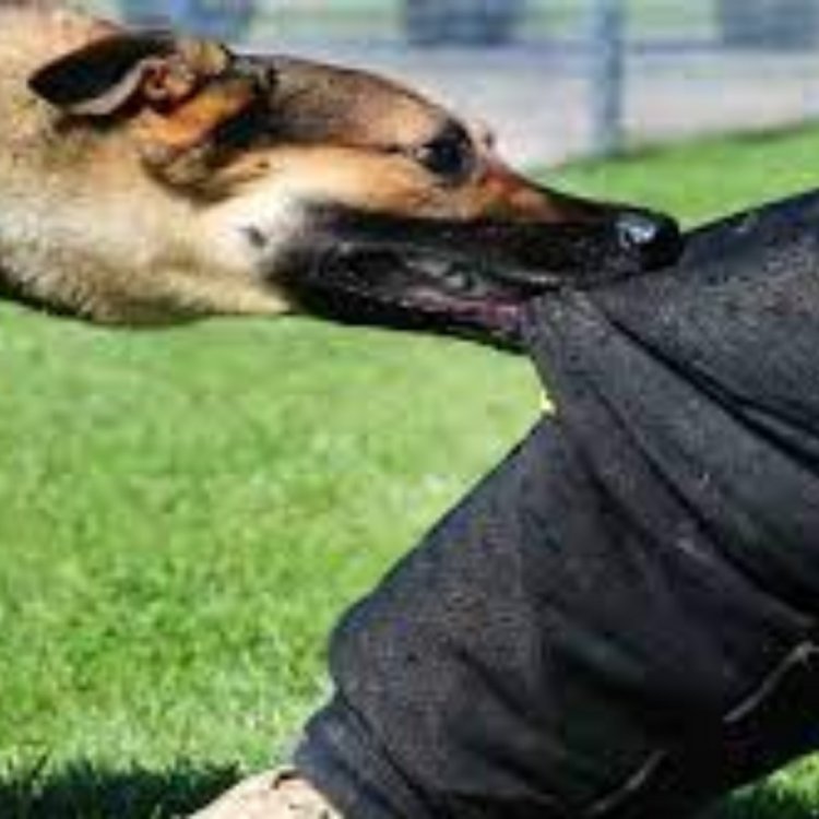 रीवा में कराई जाएगी आवारा कुत्तों की नसबंदी:जिला प्रशासन ने दिए निर्देश ; श्वानों के काटने के मामले तेजी से बढ़े