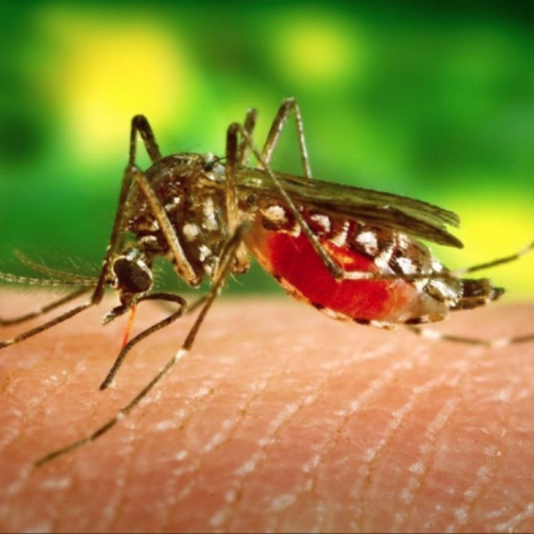 डेंगू बढ़ते मामलों को लेकर कोर्ट में सुनवाई:इंदौर नगर निगम सहित भोपाल, जबलपुर निगम को नोटिस जारी