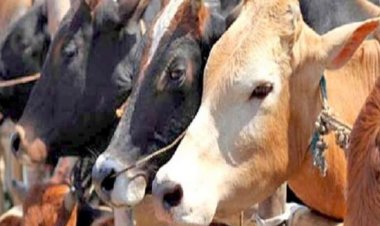 बूचड़ खाने से 400 किलो Beef, बुरहानपुर में 3 थानों की पुलिस की कार्रवाई, काटे गए दो बैलों के अवशेष भी मिले