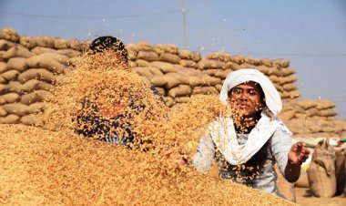 किसानों के लिए खुशखबरी: पिछले बार से अधिक कीमत पर होगी धान खरीदी