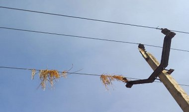 विद्युत लाइनों के पाद धान की मिंजाई से हो रही विद्युत व्यवस्था बाधित