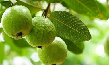 डायबिटीज के रोगियों को सुबह जरूर खाना चाहिए ये फल