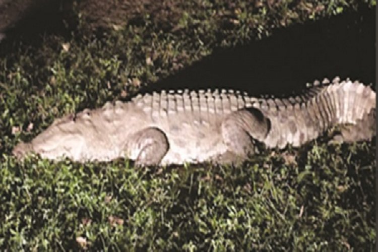 मैत्री बाग में लाया गया मगरमच्छ और बार्किंग डियर