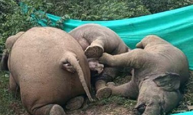 तीन हाथियों की मौत को लेकर हाईकोर्ट में हुई सुनवाई