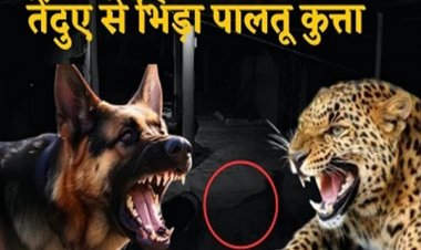 आधी रात घर में घुस रहे तेंदुए से भिड़ गया पालतू कुत्ता
