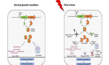 वैज्ञानिकों ने पृथ्वी पर मौजूद कुछ आदिम जीवों की जीवित रहने की रणनीतियों का पता लगाया