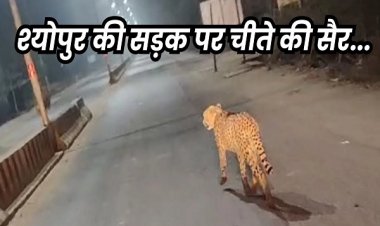 श्योपुर में सड़क पर घूमते नजर आया अग्नि चीता, कुत्ते का किया शिकार