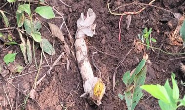 नक्सलियों ने लगाया था आईईडी, जवानों ने किया निष्क्रिय