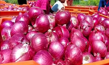 प्याज के दामों में 50% गिरावट से आम आदमी खुशी, लेकिन… किसान बोले- हमारे निकल रहा दिवाला