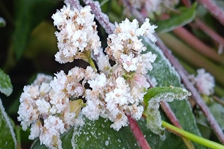 मैनपाट में कड़ाके की ठंड : 3 डिग्री पहुंचा पारा, दिन में भी अलाव का सहारा ले रहे लोग