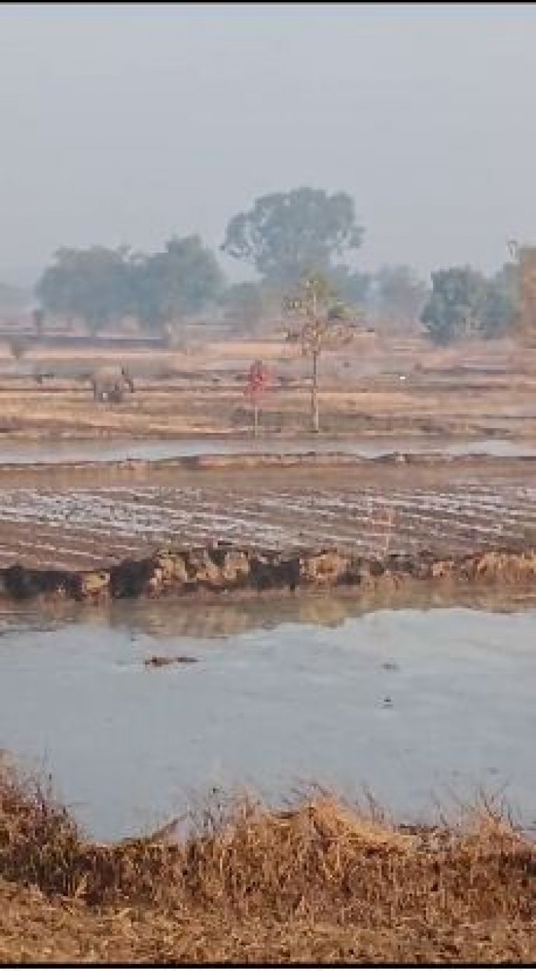 खेत में सुबह सुबह हाथी