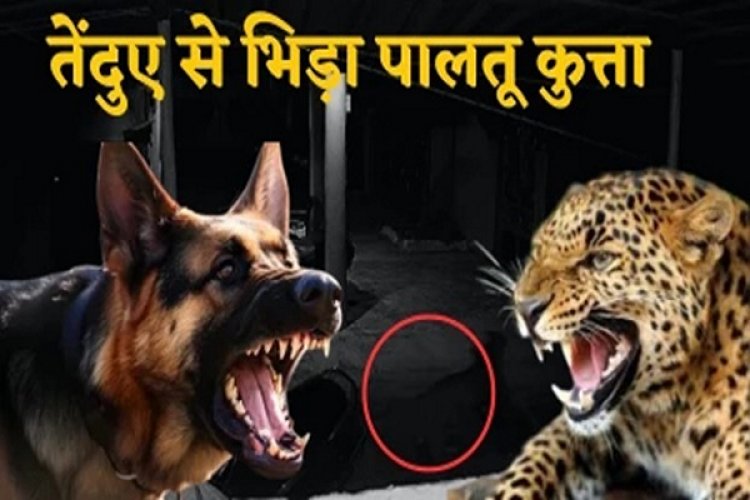 आधी रात घर में घुस रहे तेंदुए से भिड़ गया पालतू कुत्ता