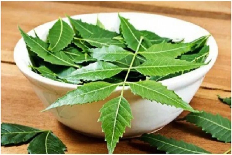 सेहत के लिए वरदान नीम के पत्ते