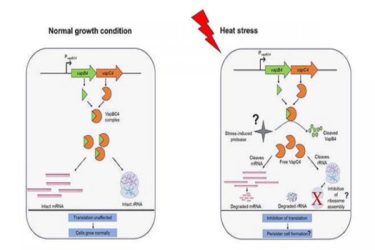 वैज्ञानिकों ने पृथ्वी पर मौजूद कुछ आदिम जीवों की जीवित रहने की रणनीतियों का पता लगाया