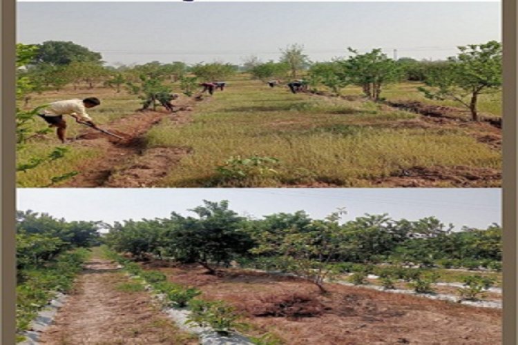 मनरेगा योजना : मिश्रित वृक्षारोपण कार्य से योगेश की बदली तकदीर