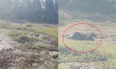 हाथी शावक की मौत : जंगल में बने स्टॉप डैम में फंसा, जांच में जुटा वन विभाग