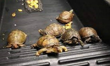 दुर्लभ प्रजाति के 528 कछुए बरामद, तस्कर गिरफ्तार