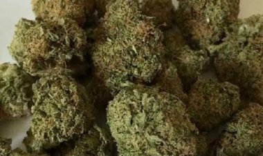 83 किलो गांजा के साथ तस्कर गिरिफ्तर