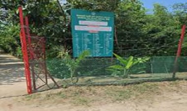 नई पद्धति से पिछले दो वर्षों में प्रयागराज में 56000 वर्ग मीटर घने जंगल उगाए