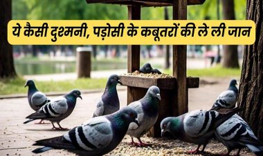 एक-एक कर 28 कबूतरों का गला घोंट डाला, दुश्मनी का बदला लेने पड़ोसी ने की वारदात