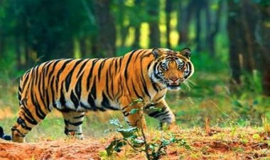 जिला प्रशासन की नागरिकों से अपील : बाघ से रहें सतर्क, घर के अंदर ही रहें