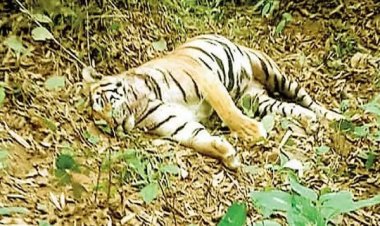 अचानकमार टाइगर रिजर्व में बाघिन की संदिग्ध मौत, जांच जारी