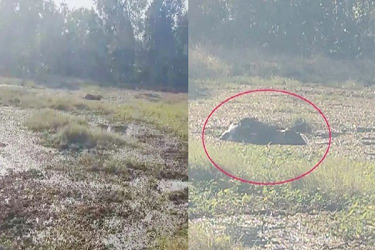 हाथी शावक की मौत : जंगल में बने स्टॉप डैम में फंसा, जांच में जुटा वन विभाग