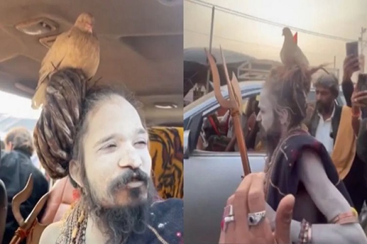 9 साल से बाबा की खोपड़ी पर बैठा है ये कबूतर