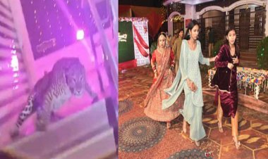 शादी समारोह में घुसा तेंदुआ, मची अफरातफरी, वन अधिकारी समेत कई घायल