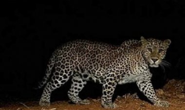 अज्ञात वाहन की ठोकर से घायल हुआ तेंदुआ, गरियाबंद में चल रहा इलाज...