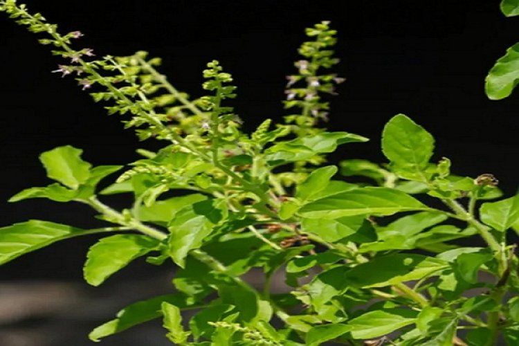 तुलसी की पत्तियां सेहत के लिए हैं बेहद गुणकारी