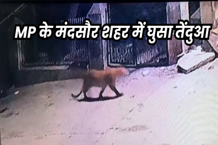 मंदसौर शहर की घनी बस्ती में घूमते हुए दिखा तेंदुआ, लोगों में डर का माहौल