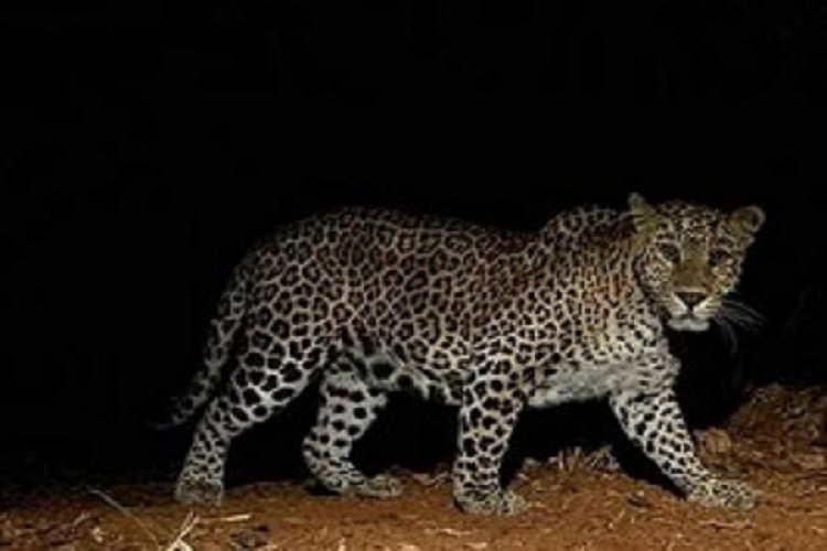 अज्ञात वाहन की ठोकर से घायल हुआ तेंदुआ, गरियाबंद में चल रहा इलाज...