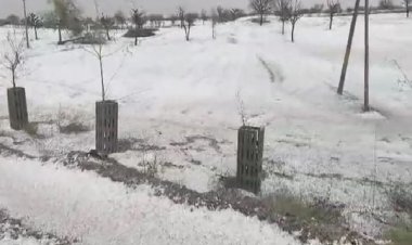 राजस्थान के कई जिलों में ओले की मार, सफेद चादर से पटा इलाका