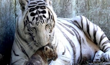 बालाघाट में बाघ मृत मिला, जांच जारी