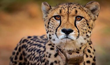 कूनो की धरती पर पैर जमाते चीते