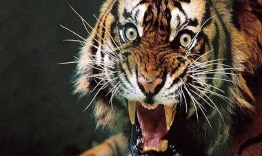 बाघ ने किसान पर किया हमला, इलाके में दशहत...