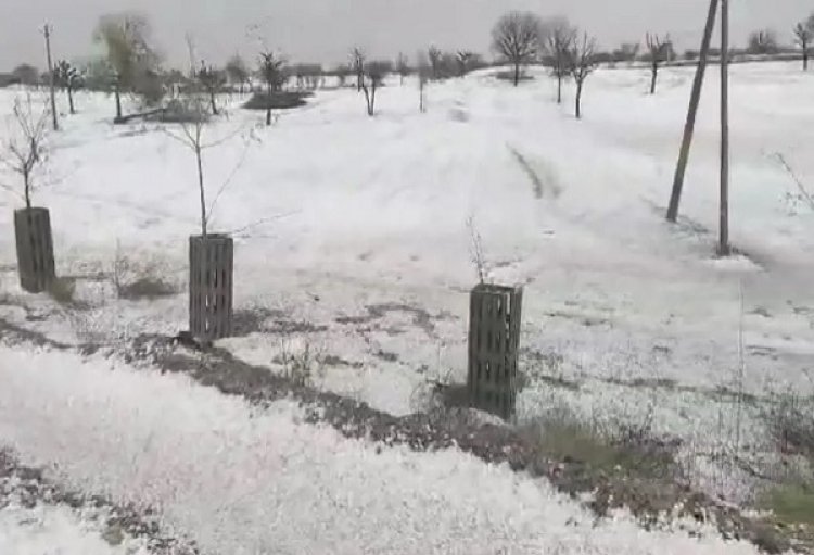 राजस्थान के कई जिलों में ओले की मार, सफेद चादर से पटा इलाका